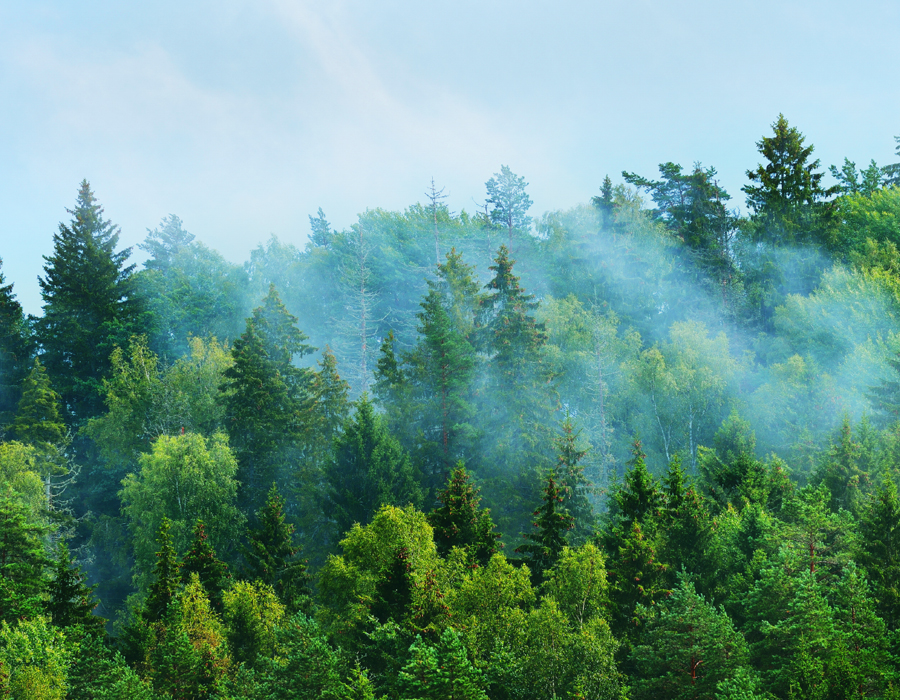 1683336284294914.jpg 森林-1(1).jpg