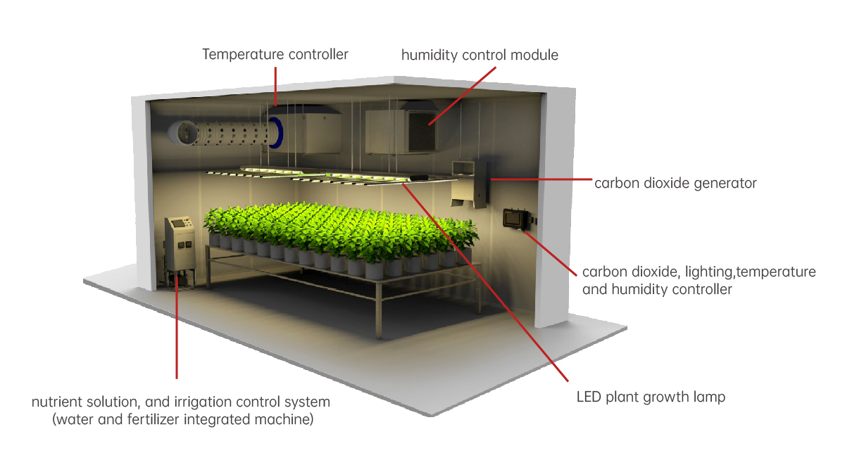 1717492102129268.jpg 植物生长-英文.jpg